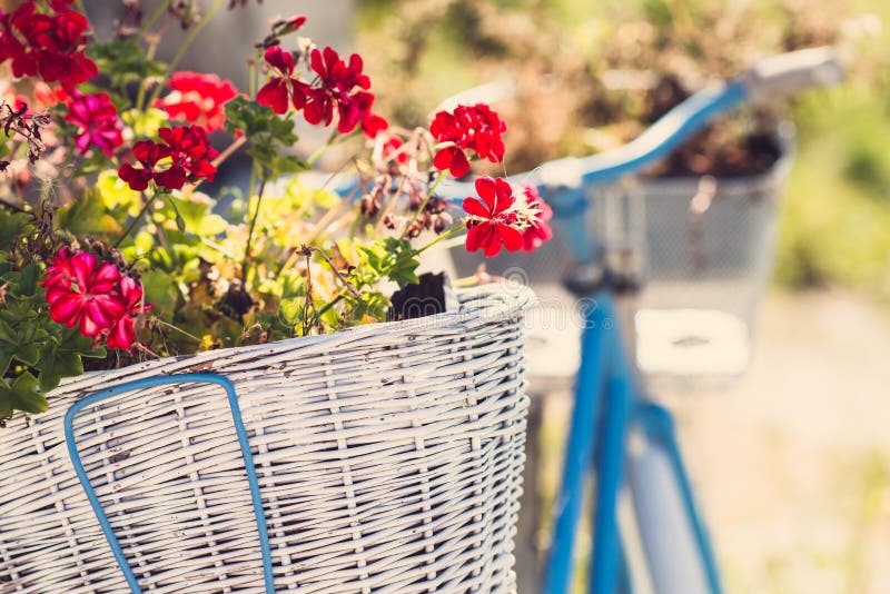 Geraniums in a basket of retro bicycle