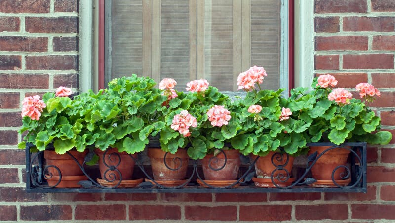 Geraniums in Wrought Iron Window Box