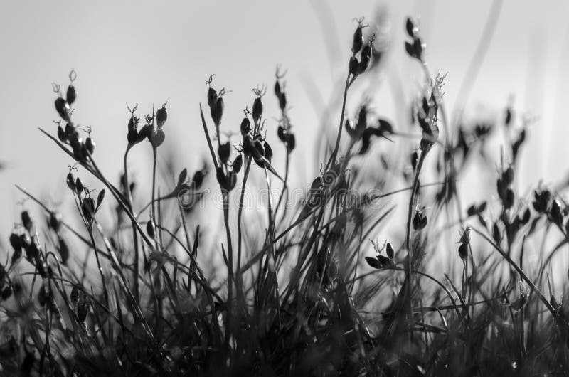 Gerardii de Juncus, blackgrass - photographie noire et blanche photos stock Gerardii de Juncus, blackgrass - photographie noire et blanche photos stock