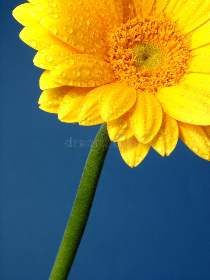 Gerber amarelo fotos de stock Gerber amarelo fotos de stock