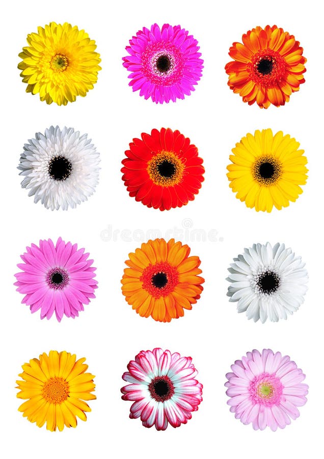 Gerber Daisy stock afbeeldingen Gerber Daisy stock afbeeldingen