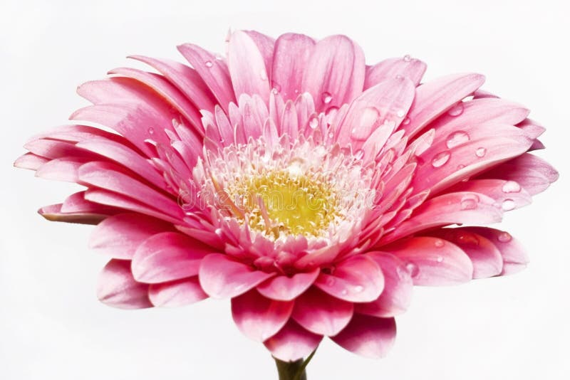 Gerber daisy