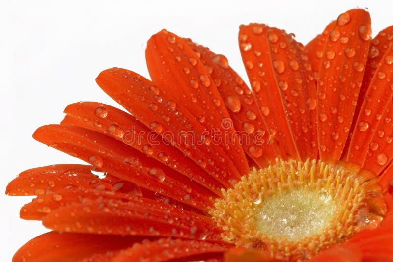 Gerber daisy