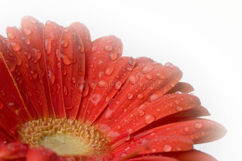 Gerber daisy