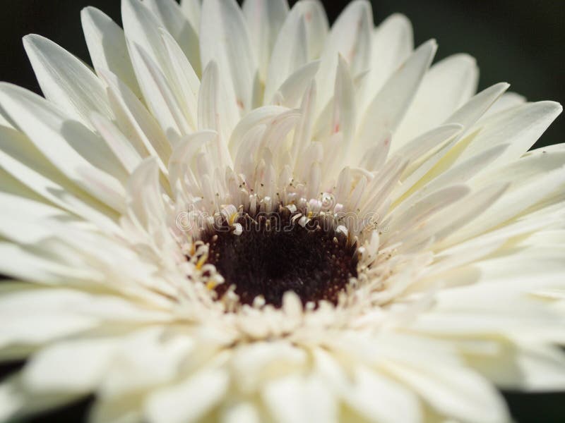 Close-Up of White Gerbera Daisy Flower with Soft Petals stock photo