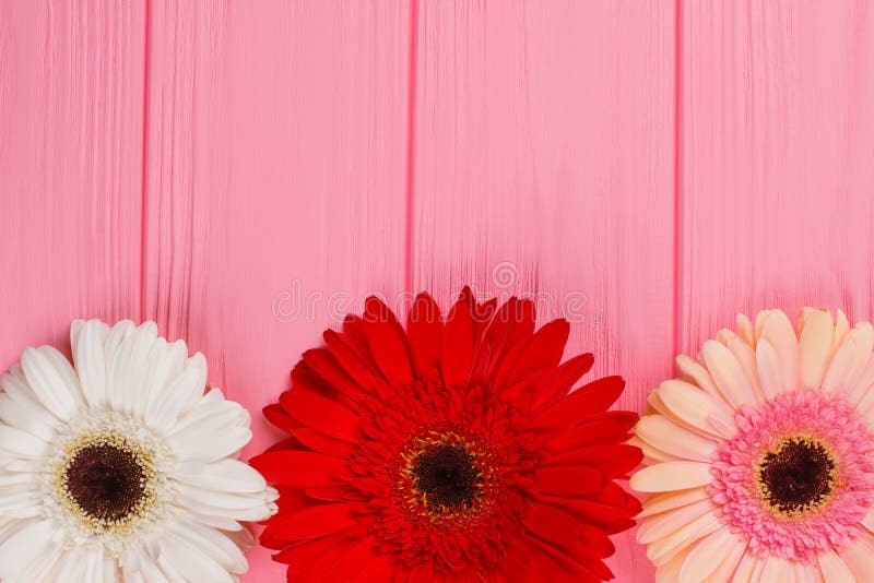 Gerber daisy flowers on pink wooden background.