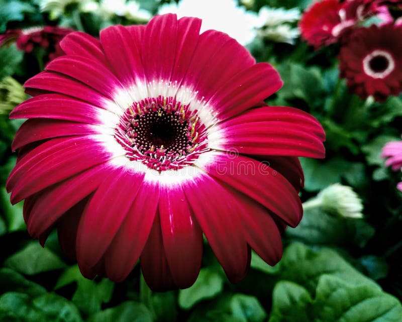 Gerber daisy stock photo Gerber daisy stock photo