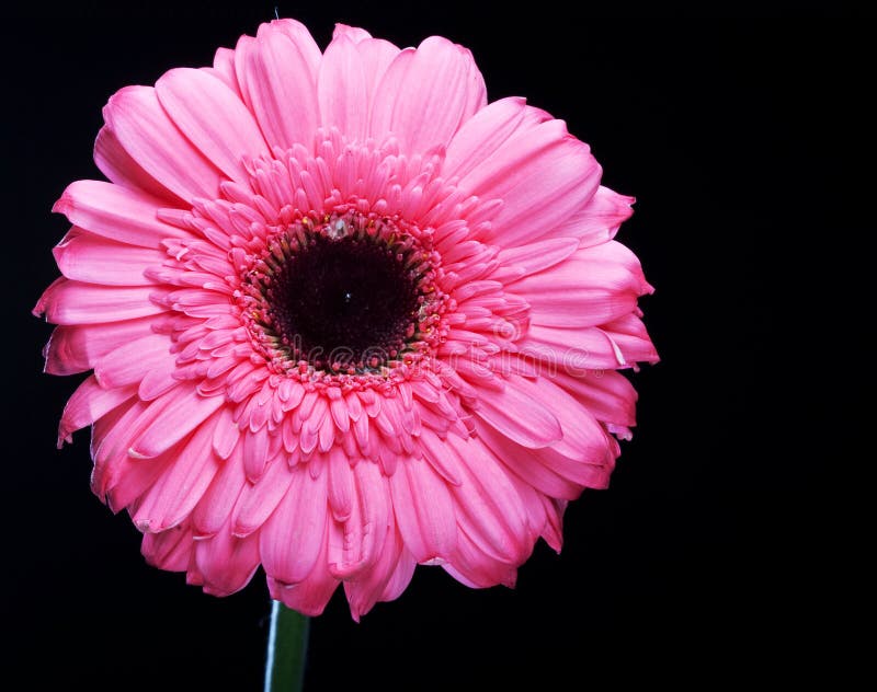 Gerber Daisy Standing Tall