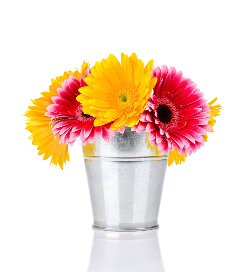 Gerber flowers in the bucket