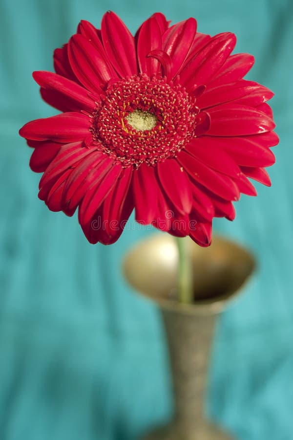Gerber rosso del fiore nel vaso fotografie stock libere da diritti Gerber rosso del fiore nel vaso fotografie stock libere da diritti