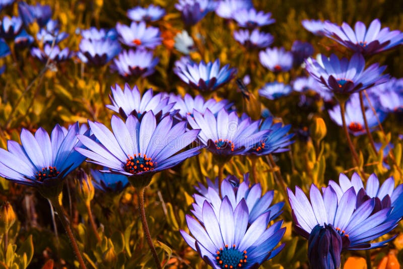 Gerbera