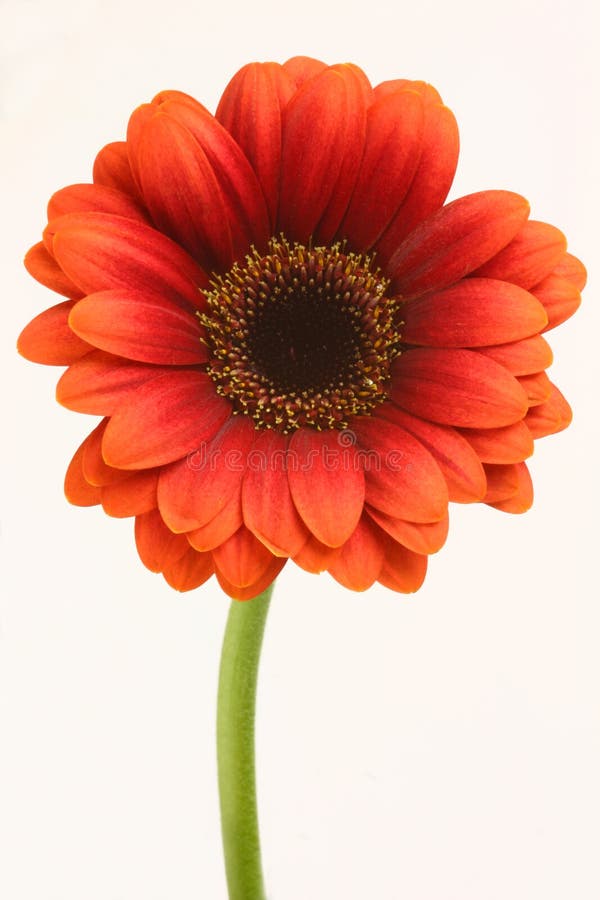 Gerbera