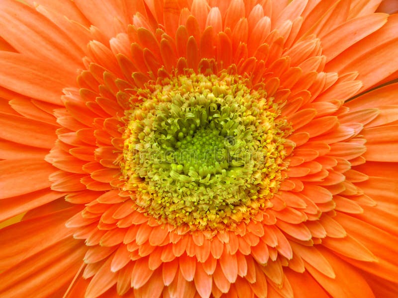 Download Gerbera stock image. Image of flower, gerbera, macros, detail - 16213