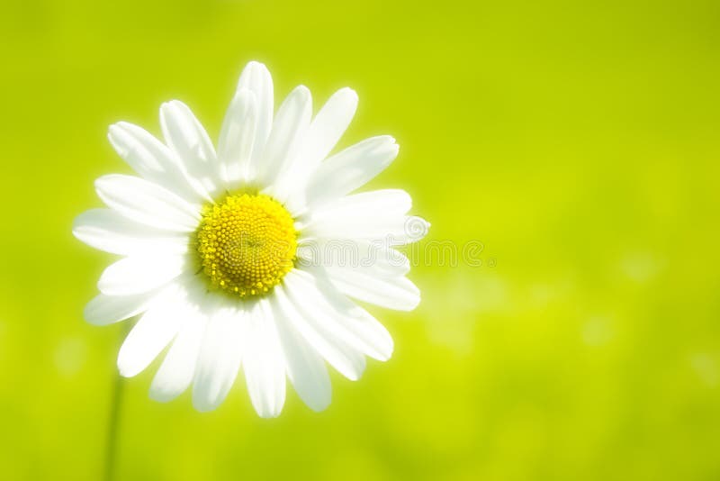 Gerbera