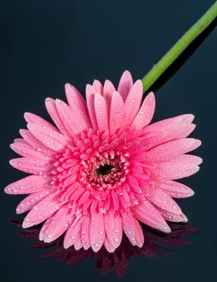 Gerbera - African pink daisy with water drops on petals stock photography
