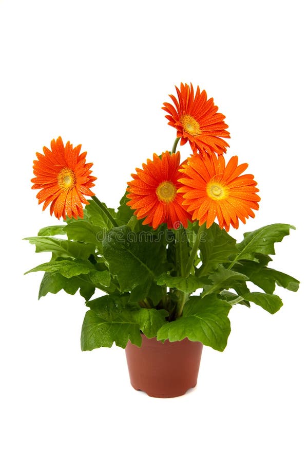 Gerbera En La Maceta Fotos de stock - Fotos libres de regalías de Dreamstime