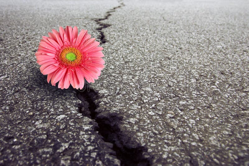 448 Flower Growing Crack Asphalt Photos Free & RoyaltyFree Stock