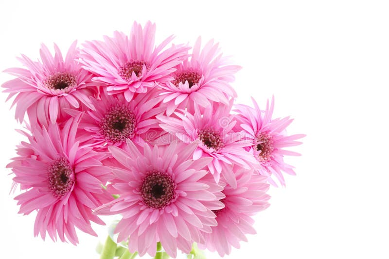 Gerbera bouquet royalty free stock images