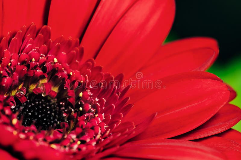 Large Flower Beds with Red and Other Tulips between Them, a Path Laid