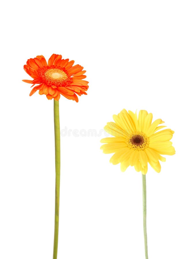 Gerbera daisies