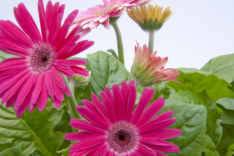 Gerbera Daisies with New Growth in Background.