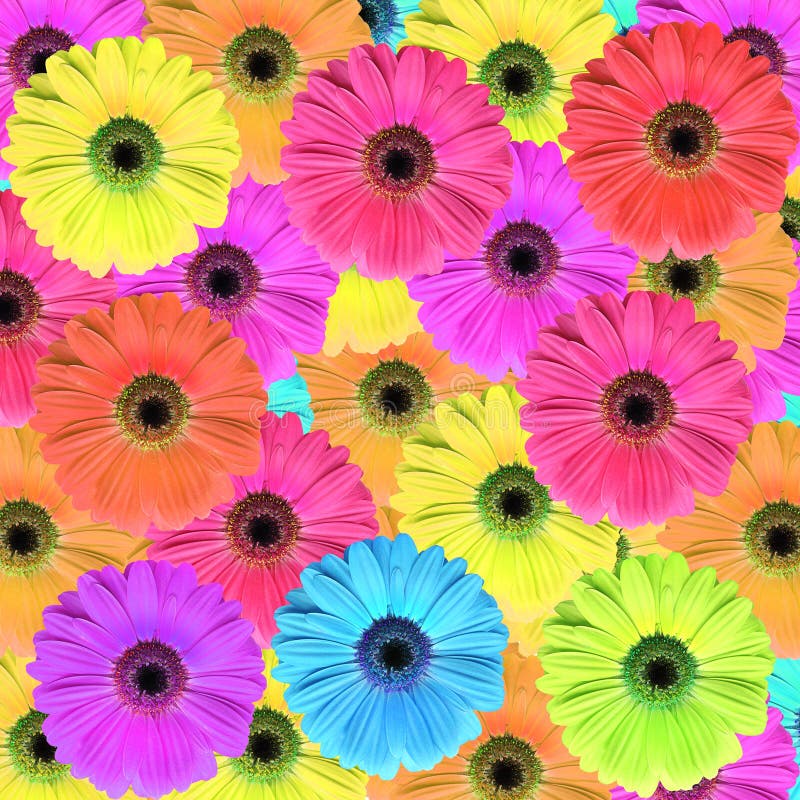 Gerbera daisy stock image. Image of nature, gerbera, daisy 10324953