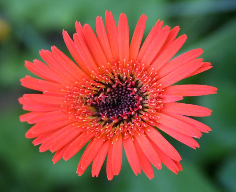 Gerbera Daisy stock photo. Image of daisy, petals, garden 14073580