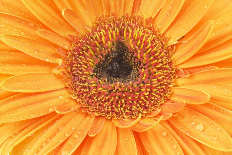 Gerbera daisy stock image. Image of nature, gerbera, beautiful 23979197