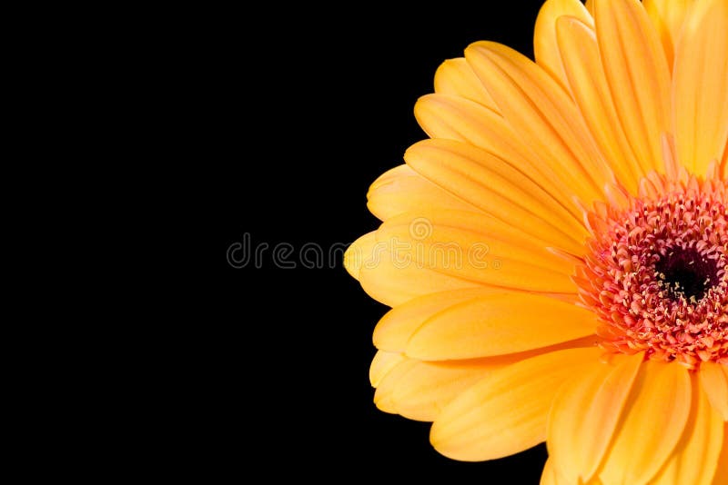 A gerbera daisy