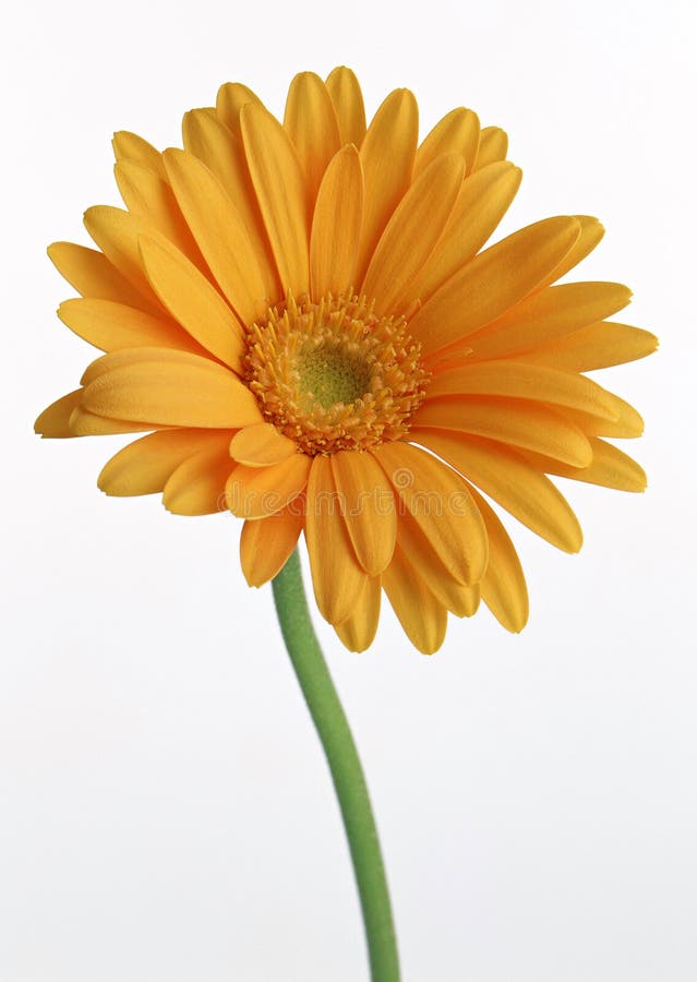 Gerbera Daisy-4