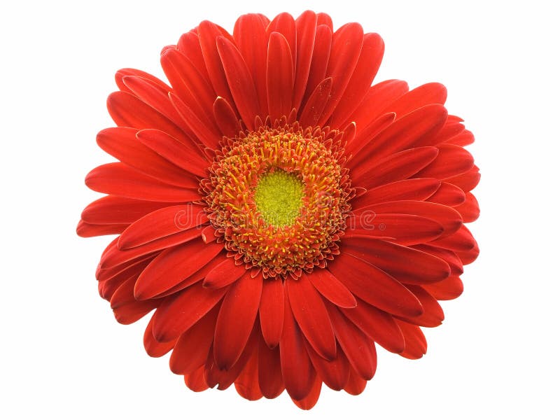 Gerbera Daisy Buds and Open Flowers Stock Photo Image of isolated