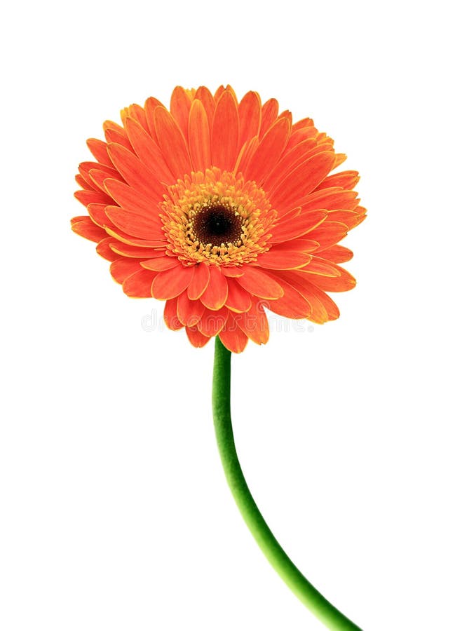 Gerbera Daisy Buds And Open Flowers Stock Photo Image of isolated