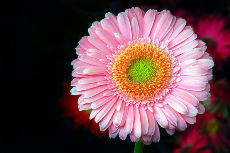 Gerbera Daisy Buds and Open Flowers Stock Photo Image of isolated
