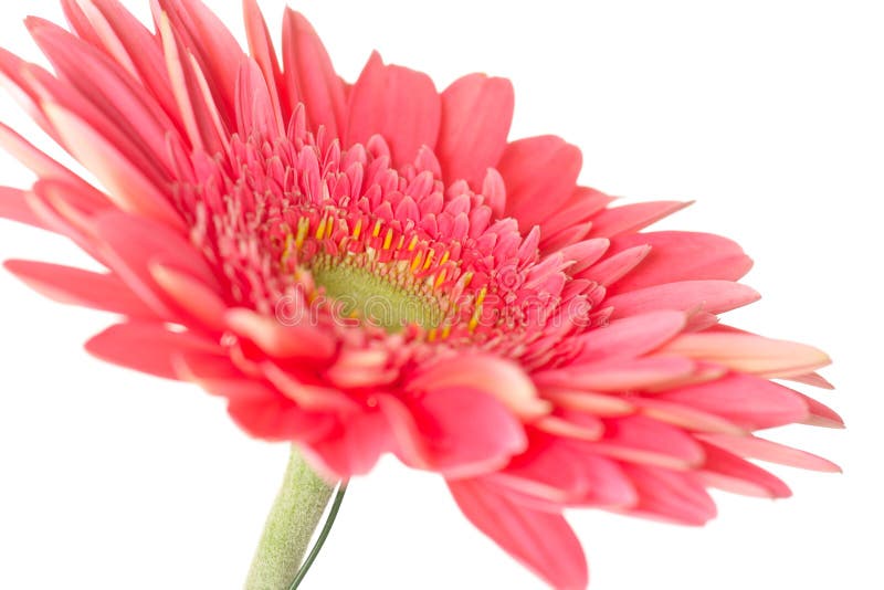 Gerbera daisy stock image. Image of focus, gerbera, closeup 8299665