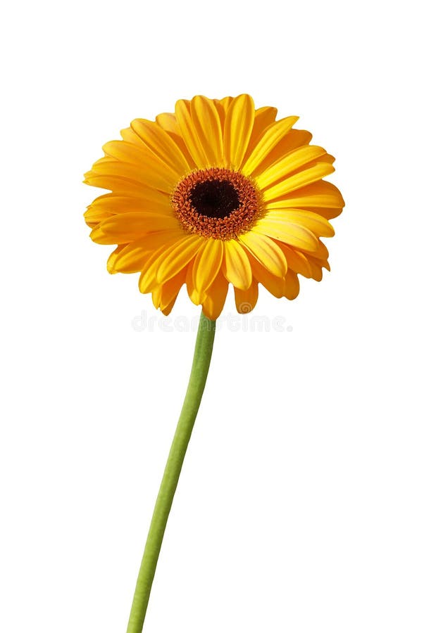 Gerbera Daisy Buds and Open Flowers Stock Photo Image of isolated