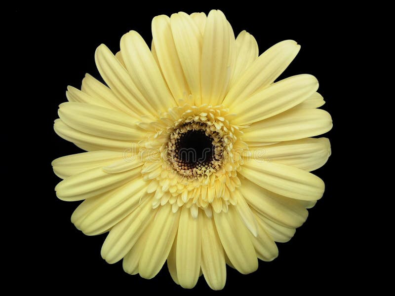 Gerbera Daisy Buds and Open Flowers Stock Photo Image of isolated