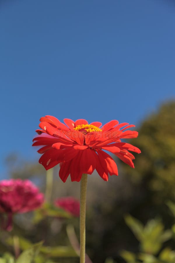 Gerbera daisy blooms stock photo. Image of botany, design 60181934