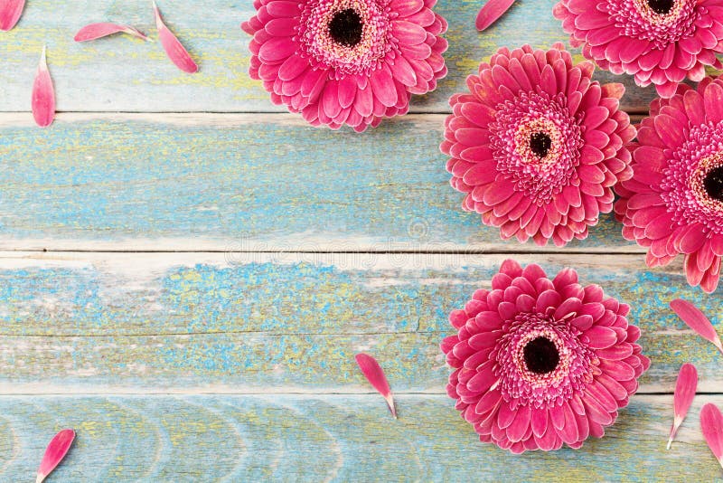 Gerbera daisy fiore di biglietti di auguri, sfondo per la madre o womans giorno.