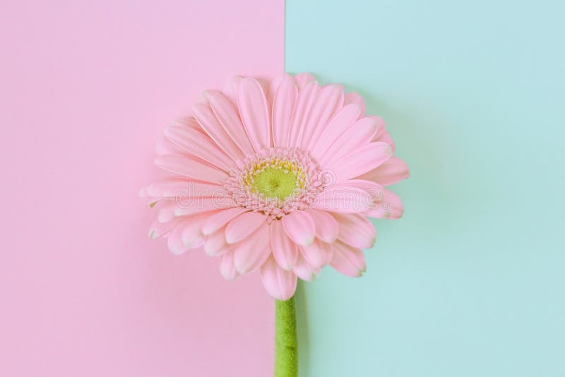 Gerbera Daisy Flower on Pastel Background. Creative Spring Composition,  Minimal Style. Flat Lay, Close Up Stock Photo - Image of background,  blossom: 140577704