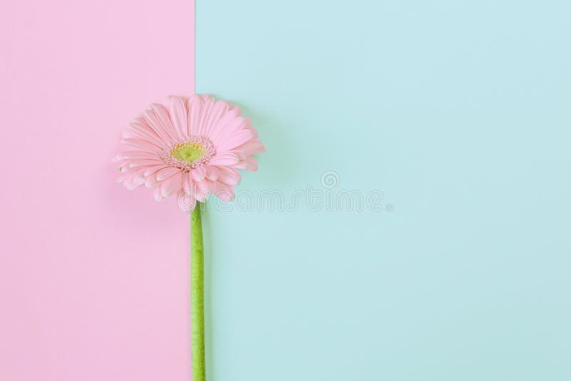 Gerbera Daisy Flower on Pastel Background. Creative Spring Composition ...