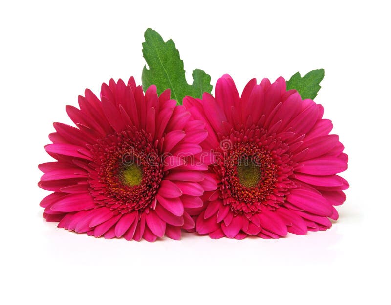 207 Lying White Gerbera Flower Stock Photos - Free & Royalty-Free Stock Photos from Dreamstime 207 Lying White Gerbera Flower Stock Photos - Free & Royalty-Free Stock Photos from Dreamstime