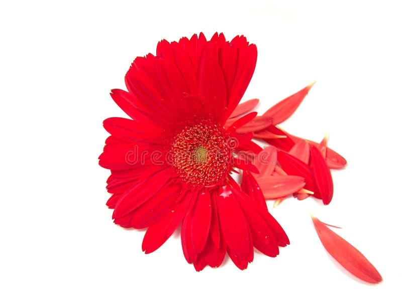 205 Daisy Falling Petals Stock Photos Free & RoyaltyFree Stock