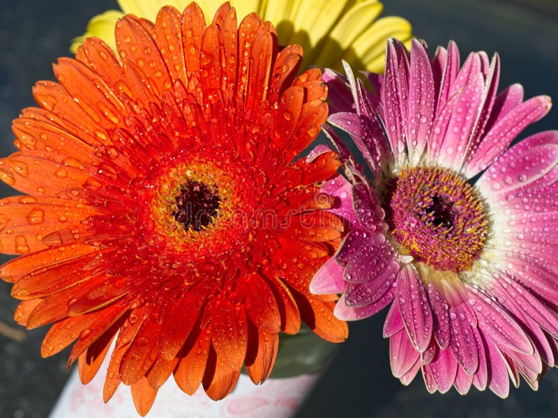 Gerbera daisy stock photo. Image of dripped, drop, plant 243937716