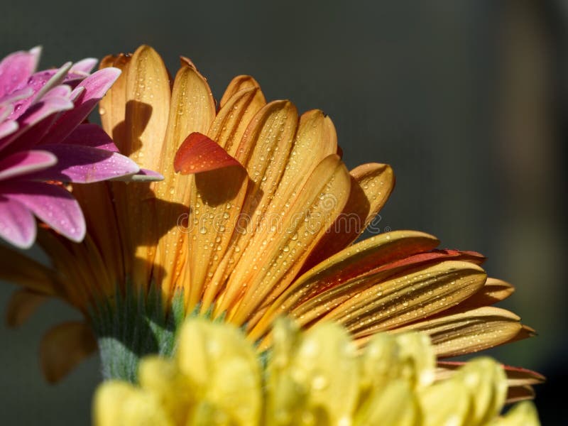 Gerbera daisy stock image. Image of blossom, dripped 243937721