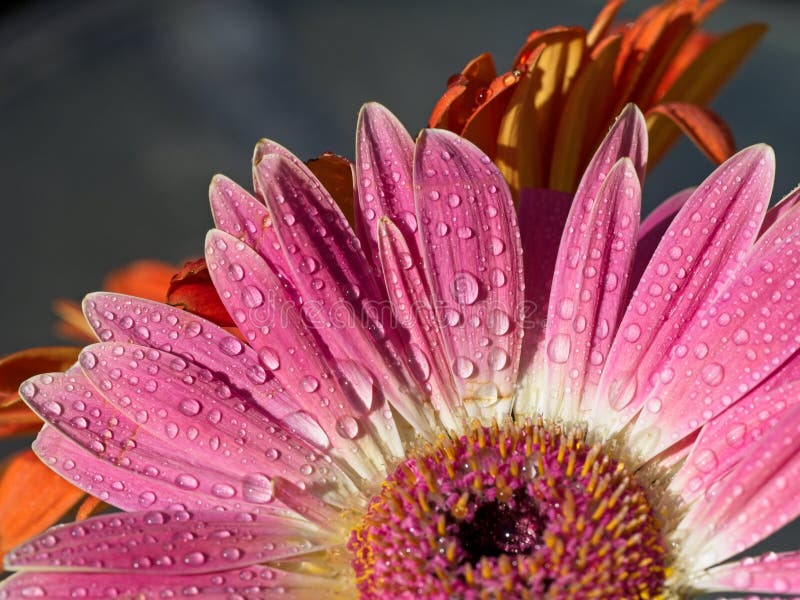 Gerbera daisy stock image. Image of dripped, nature 243937725