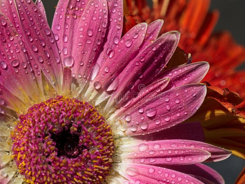 Gerbera daisy stock photo. Image of green, gerbera, botany 243937878
