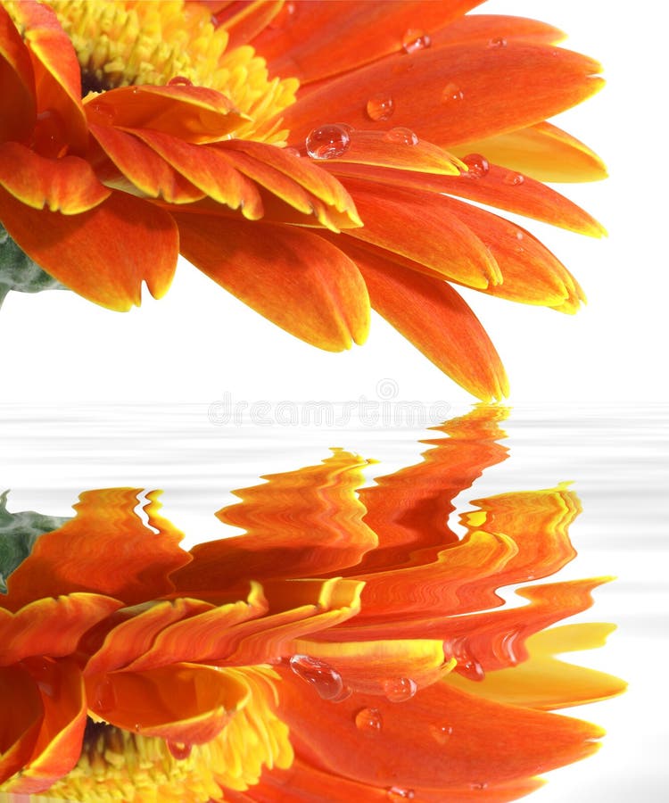 Gerbera Daisy with Reflections Stock Photo Image of water, wave 4433668
