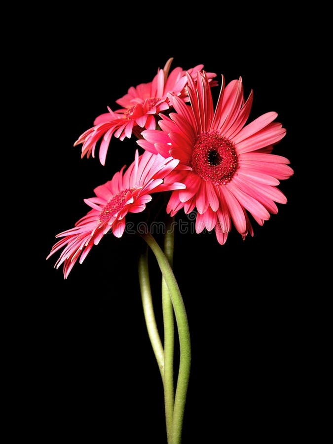 Gerbera Daisy Buds And Open Flowers Stock Photo Image of isolated