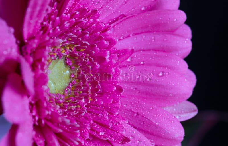 Gerbera daisy with water drops 1