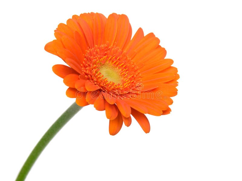 Gerbera flower Red stock image. Image of environment 98376143